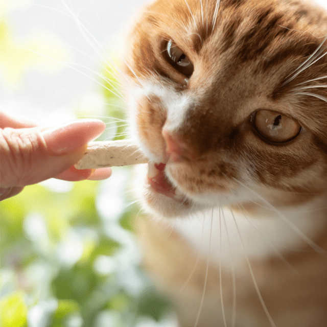 Wanpy Cat Freeze Dried Cat Grass