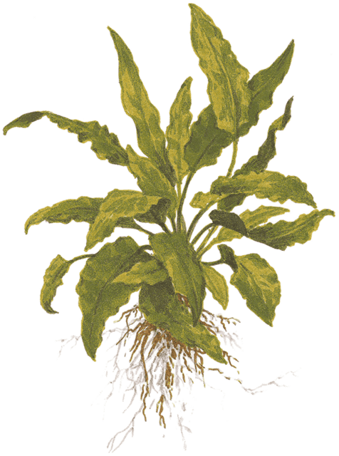 1-2-Grow Cryptocoryne wendtii 'Green'