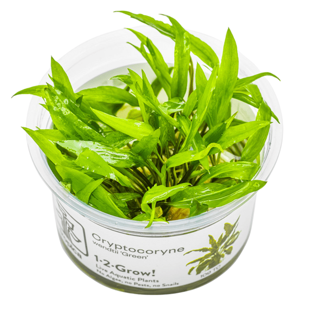 1-2-Grow Cryptocoryne wendtii 'Green'