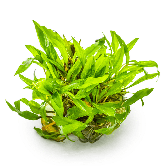 1-2-Grow Cryptocoryne wendtii 'Green'