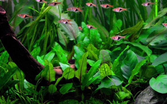 1-2-Grow Cryptocoryne wendtii 'Green'