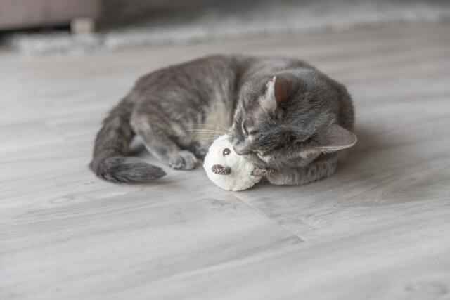 Trixie Bjørn med Katteurt – 8 cm