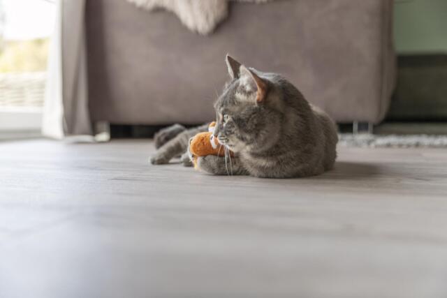 Trixie Drage med katteurt