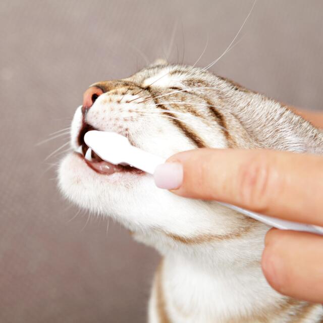 Tandplejesæt til katte