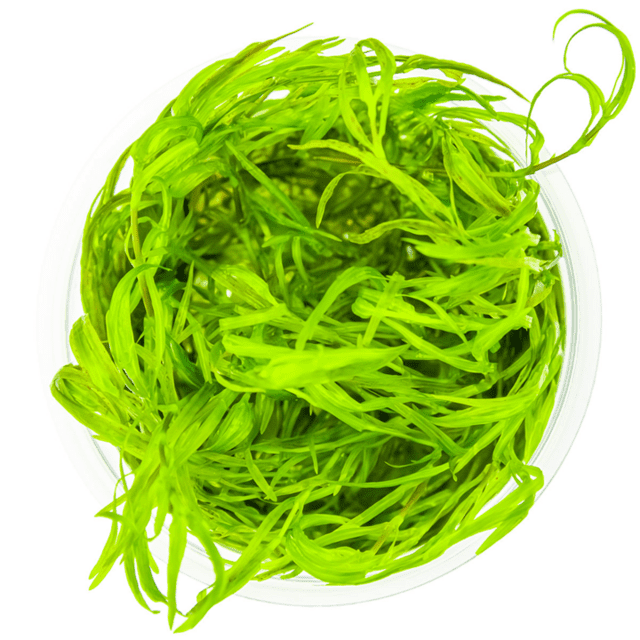 1-2 Grow Najas guadalupensis ‘Guppy Grass’
