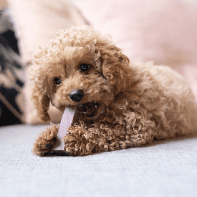 Tyggeben af yakost med blåbær – lang tyggetid til hunde (30–35 g, størrelse S)