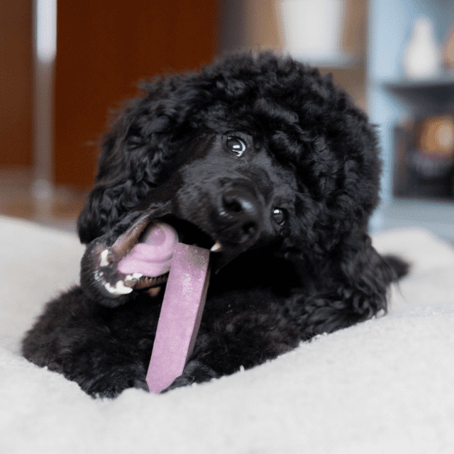 Tyggeben af yakost med blåbær – lang tyggetid til hunde (110–120 g, størrelse L)