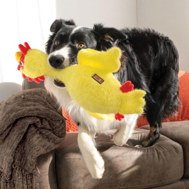 KONG Scruffs Chicken M/L | Hundelegetøj med lang hals og pivelyd