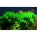 1-2-Grow. Taxiphyllum 'Flame'