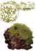 1-2-Grow. Riccia fluitans
