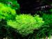 1-2-Grow. Riccia fluitans