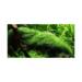 1-2-Grow. Riccia fluitans