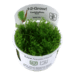 1-2-Grow. Taxiphyllum 'Spiky'