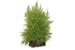 1-2-Grow Taxiphyllum alternans 'Taiwan'