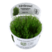 1-2-Grow Taxiphyllum alternans 'Taiwan'