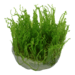 1-2-Grow Taxiphyllum alternans 'Taiwan'