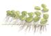 1-2-Grow. Salvinia auriculata (Floating plant)
