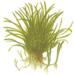 1-2-Grow. Lilaeopsis brasiliensis
