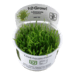 1-2-Grow. Lilaeopsis brasiliensis