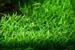 1-2-Grow. Lilaeopsis brasiliensis