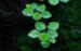 1-2-Grow. Limnobium laevigatum (Flydeplante)
