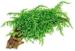 1-2-Grow. Vesicularia ferriei 'Weeping'
