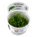 1-2-Grow. Vesicularia ferriei 'Weeping'