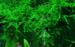 1-2-Grow. Vesicularia ferriei 'Weeping'