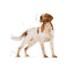 Royal Canin Medium Adult 10 x 140 g