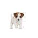 Mini Puppy 12x85g