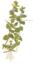 1-2-Grow. Bacopa caroliniana