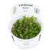 1-2-Grow. Bacopa caroliniana