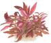 1-2-Grow. Alternanthera reineckii 'Mini'