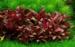 1-2-Grow. Alternanthera reineckii 'Mini'