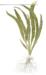 1-2-Grow. Cryptocoryne crispatula