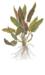1-2-Grow. Cryptocoryne Undulata Broad Leaf