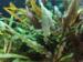 1-2-Grow. Cryptocoryne Undulata Broad Leaf