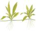 1-2-Grow. Helanthium bolivianum 'Quadricostatus'