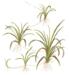 1-2-Grow. Helanthium tenellum 'Green'