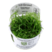 1-2-Grow. Helanthium tenellum 'Green'