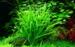 1-2-Grow. Helanthium tenellum 'Green'