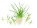 1-2-Grow. Littorella uniflora