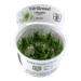 1-2-Grow. Littorella uniflora