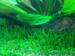 1-2-Grow. Littorella uniflora