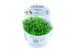 1-2-Grow. Phyllanthus fluitans (Flydeplante)