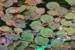 1-2-Grow. Phyllanthus fluitans (Flydeplante)