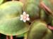 1-2-Grow. Phyllanthus fluitans (Flydeplante)
