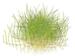 1-2-Grow. Eleocharis Pusilla 'Mini'