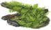 1-2-Grow. Vesicularia montagnei 'Christmas'