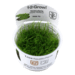 1-2-Grow. Vesicularia montagnei 'Christmas'